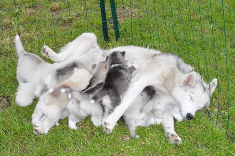 De La Taiga D'Alekel - Siberian Husky - Portée née le 10/06/2013